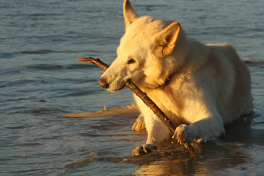 Karhu, L&ouml;kken 2015 Foto: Gaby von D&ouml;llen