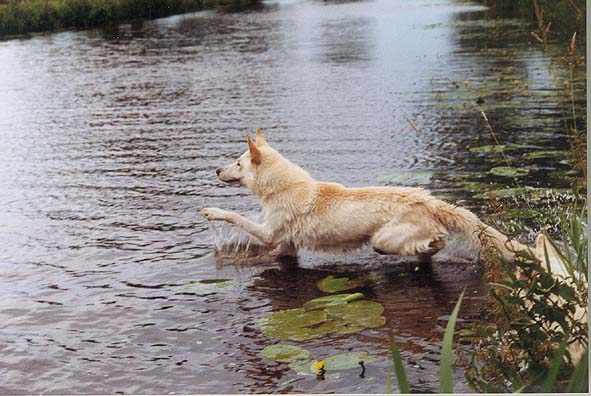 Karhu in der Hamme bei Worpswede Foto: Gaby von D&ouml;llen, Worpswede