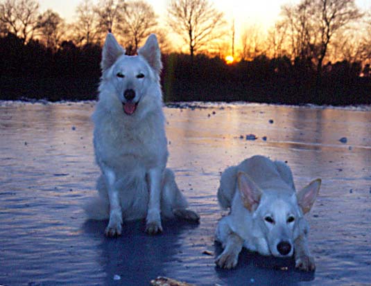 Fiala (sitzend) und Karhu (liegend), Foto: Gaby von D&ouml;llen, Worpswede
