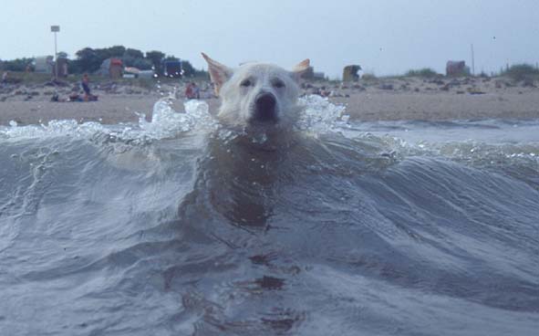 Karhu, Foto: Peter von D&ouml;llen, Worpswede