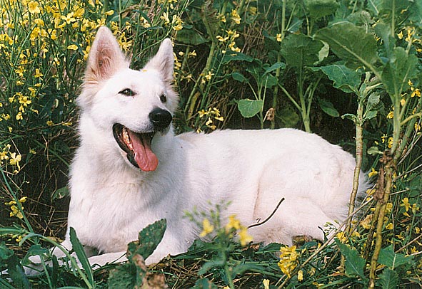 Fiala, Foto: Gaby von D&ouml;llen, Worpswede