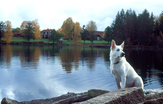 Lumihiutale in Schweden 2001 Foto: Gaby von D&ouml;llen, Worpswede