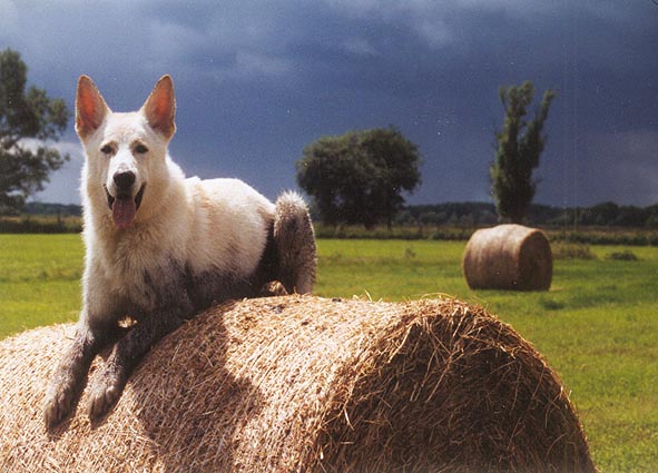 Snuffs-White (Karhu) in den Hammewiesen bei Worpswede Foto: Gaby von D&ouml;llen, Worpswede