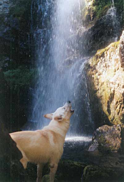 Karhu in Schweden Foto: Peter von D&ouml;llen, Worpswede