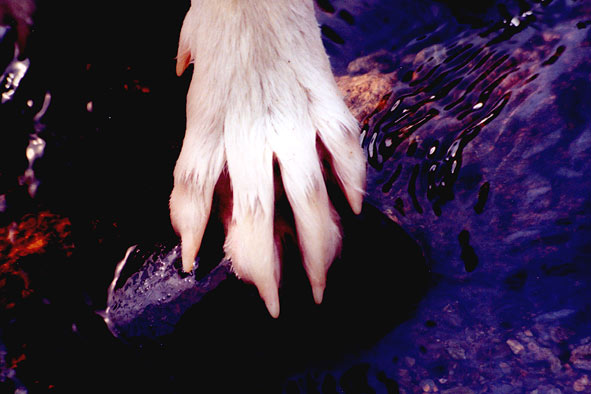 Karhu, Schweden 2004 Foto: Peter von D&ouml;llen, Worpswede