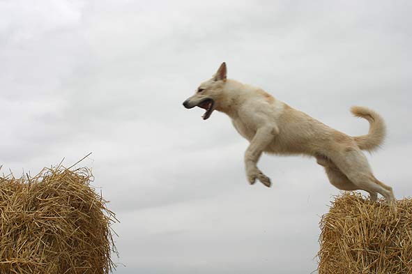 Karhu, Juli 2005 Foto: Peter von D&ouml;llen