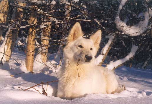Fiala von der Hohensyburg, Januar 2000 in Schweden. Foto: Gaby von D&ouml;llen, Worpswede