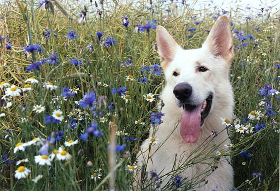 Karhu, Juni 2005 Foto: Gaby von D&ouml;llen