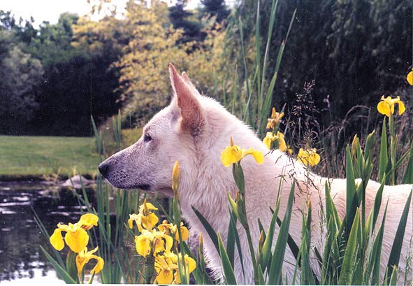 Karhu, Juni 2004 Foto: Gaby von D&ouml;llen