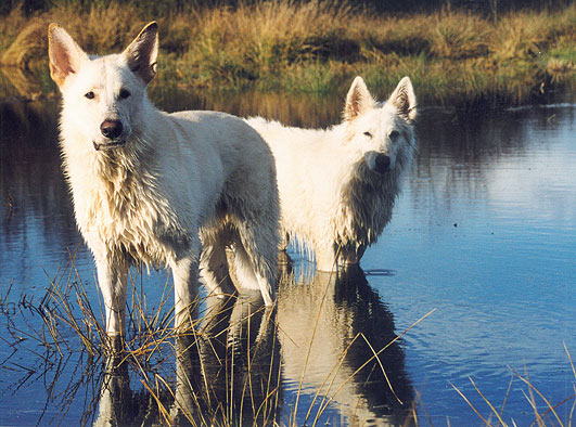 Karhu und Fiala, M&auml;rz 2004 in Worpswede Foto: Gaby von D&ouml;llen, Worpswede