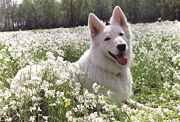 Fiala, H&uuml;ttenbusch, im Mai 2002 Foto: Gaby von D&ouml;llen