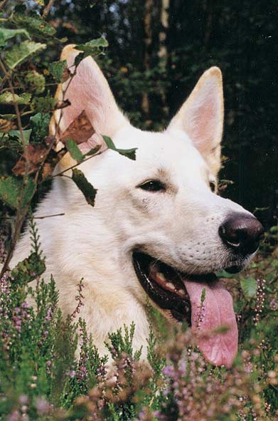 Karhu 2005; Foto: Gaby von D&ouml;llen