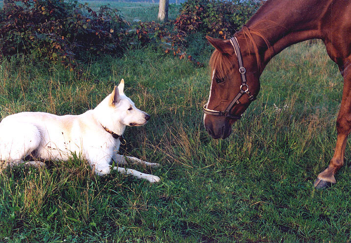 Karhu und Gouverneur, 2005 Foto: Gaby von D&ouml;llen