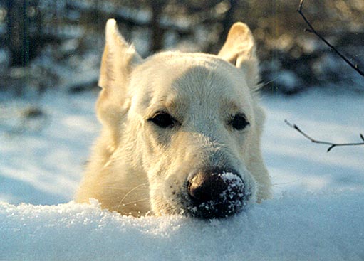 Snuffs White, Winter 2004/05 Foto: Gaby von D&ouml;llen, Worpswede