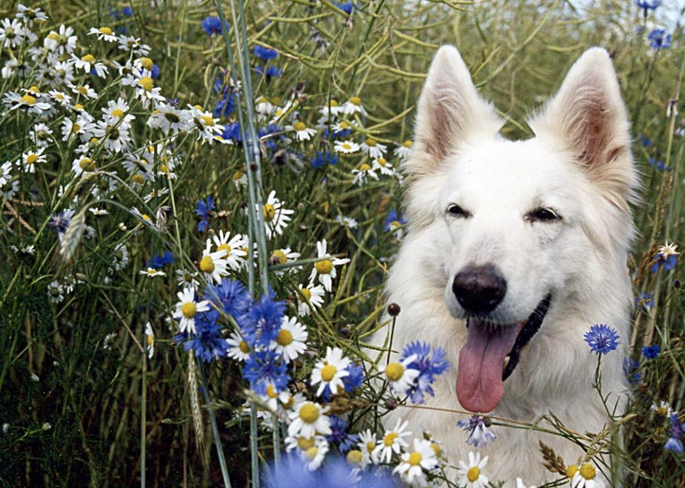 H&uuml;ttenbusch, Juni 2005 Fiala Foto: Gaby von D&ouml;llen, Worpswede