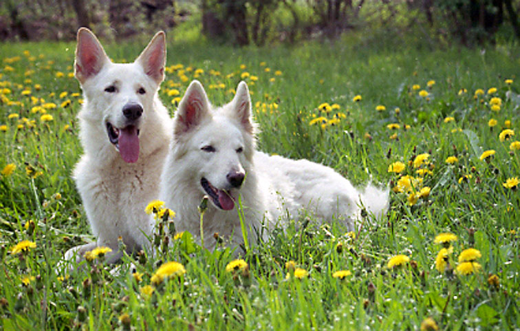 H&uuml;ttenbusch, Mai 2004 Karhu und Fiala Foto: Gaby von D&ouml;llen, Worpswede
