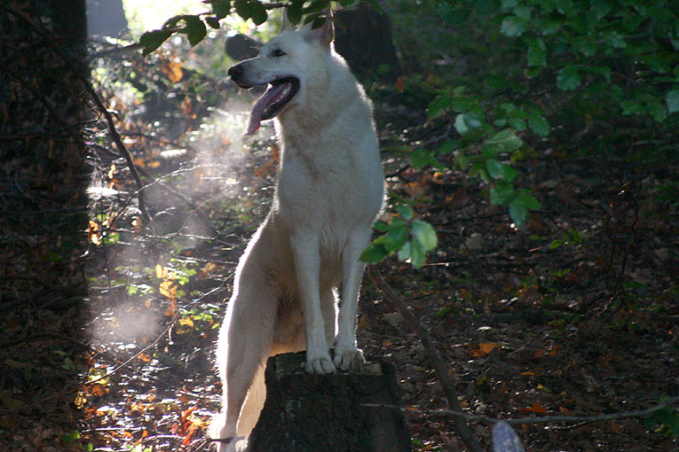 Karhu in Hagen/Westfalen, Oktober 2006 Foto: Peter von D&ouml;llen, Worpswede