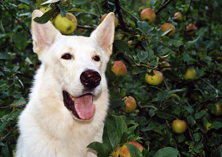 Karhu in unserem Garten, September 2006 Foto: Gaby von D&ouml;llen, Worpswede
