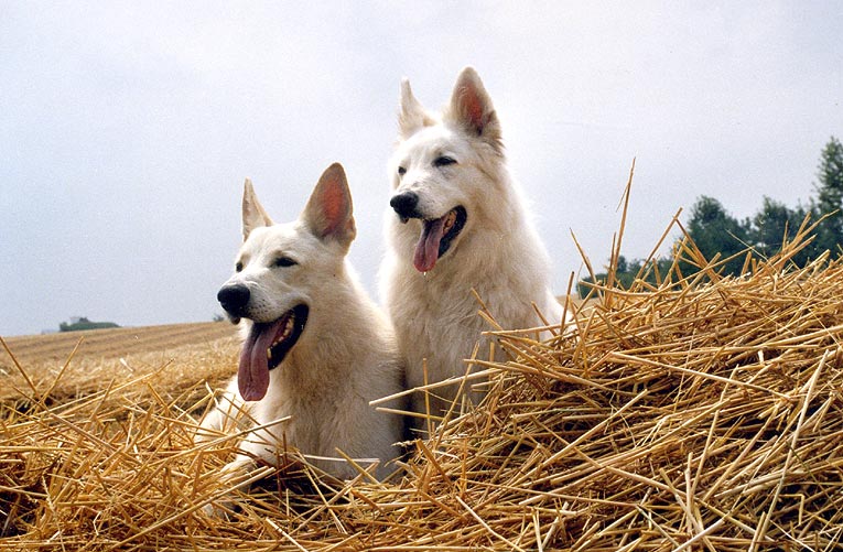Fiala und Karhu in T�ttelstedt bei Erfurt, Juli 2006 Foto: Gaby von D&ouml;llen, Worpswede