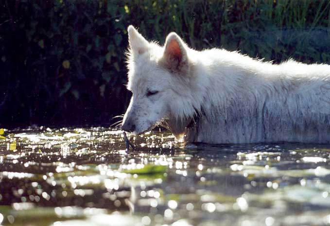 Fiala, Worpswede, August 2006  Foto: Gaby von D&ouml;llen, Worpswede