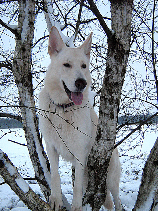 Karhu Januar 2007 Foto: Gaby von D&ouml;llen, Worpswede