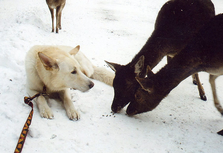 Karhu im Wildpark Nindorf, M�rz 2006; Foto: Gaby von D&ouml;llen