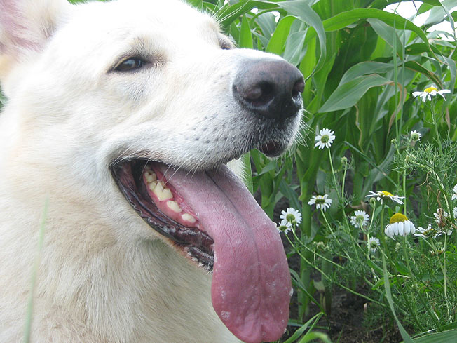 Karhu, Worpswede, Juni 2007  Foto: Gaby von D&ouml;llen, Worpswede