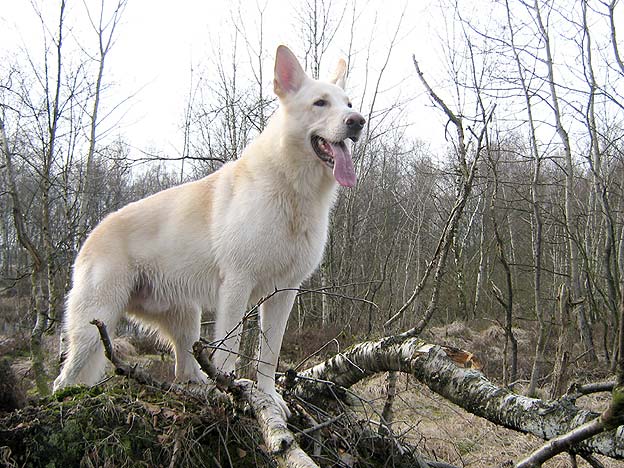 Karhu, Worpswede (Schwarzer Floh) Februar 2007; Foto: Gaby von D&ouml;llen