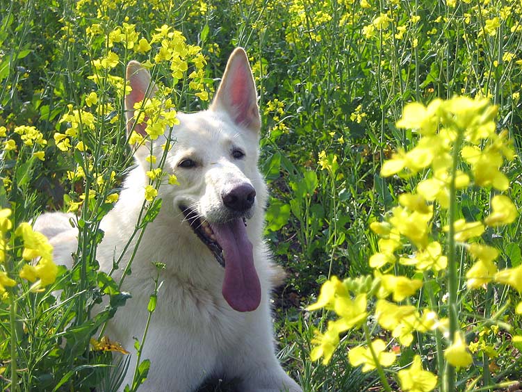 Karhu, April 2007; Foto: Gaby von D&ouml;llen