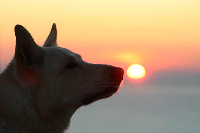 Karhu, November 2007 im Sonnenuntergang in L�nstrup/D�nemark Foto: Peter von D&ouml;llen, Worpswede