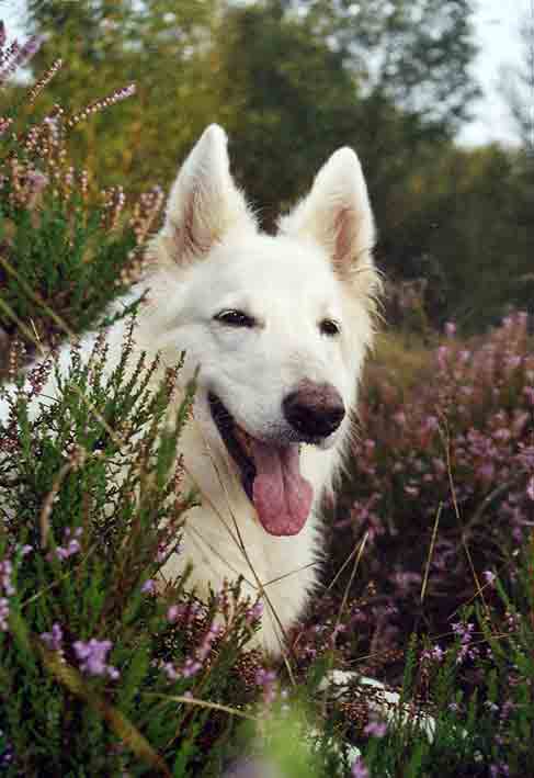 Fiala, Oktober 2006 Foto: Gaby von D&ouml;llen, Worpswede