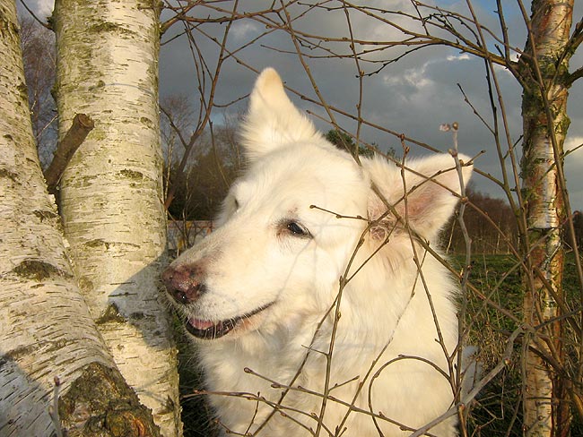 Fiala, 13,5 Jahre, M�rz 2008  Foto: Gaby von D&ouml;llen, Worpswede