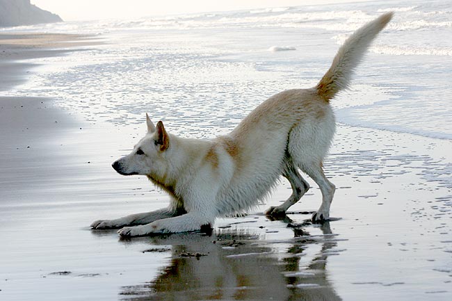 Karhu, D�nemark Oktober 2008  Foto: Peter von D&ouml;llen, Worpswede