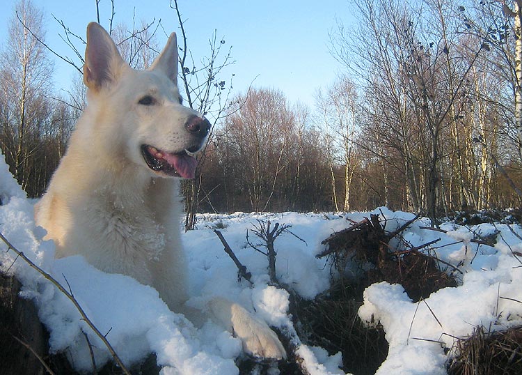 Karhu, November 2008 in Worpswede Foto: Gaby von D&ouml;llen, Worpswede