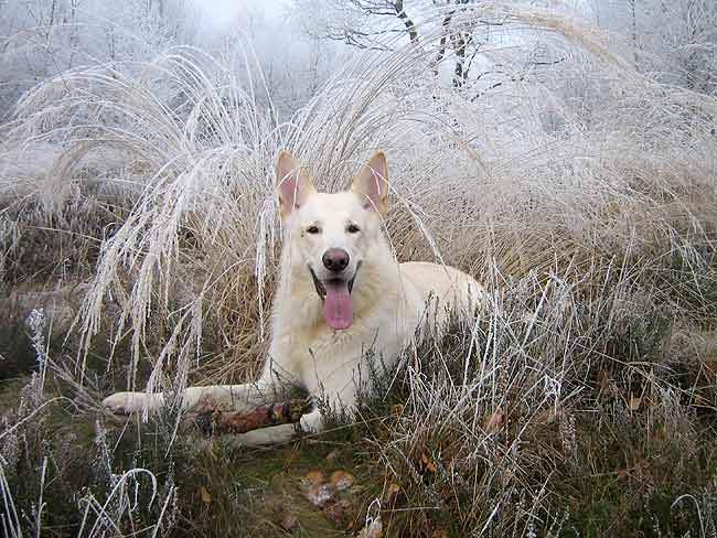 Karhu, 22. Dezember 2007  Foto: Gaby von D&ouml;llen, Worpswede