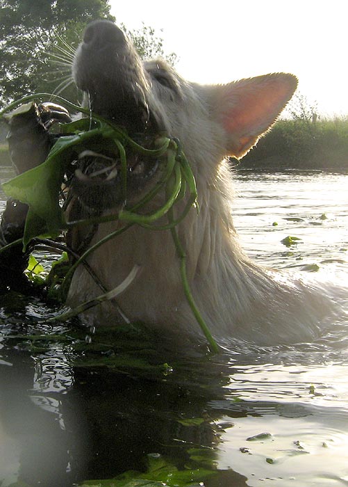 Karhu, Juni 2008  Foto: Gaby von D&ouml;llen, Worpswede