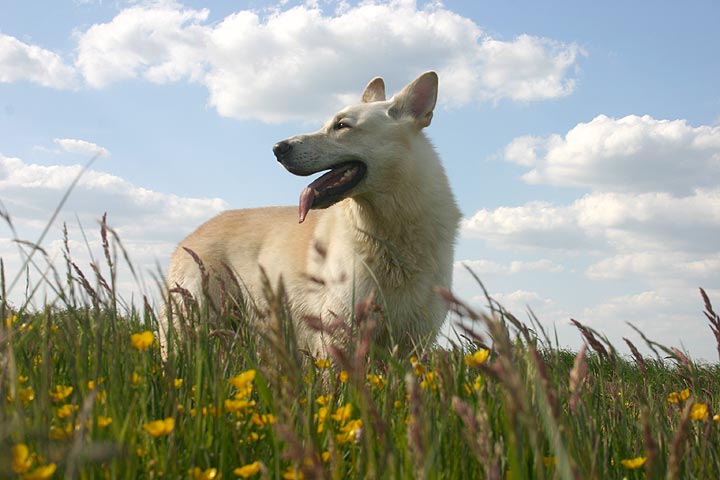 Karhu, Mai 2008  Foto: Gaby von D&ouml;llen, Worpswede
