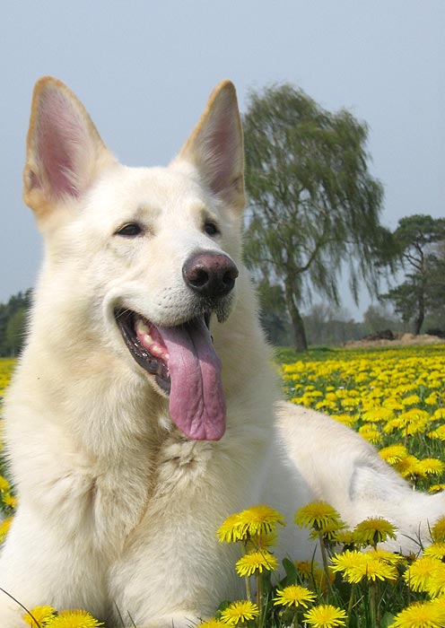 Karhu, April 2008  Foto: Gaby von D&ouml;llen, Worpswede