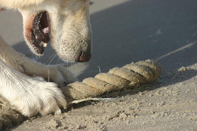 Karhu, Oktober 2008 am Ringk�bing Fjord/D�nemark Foto: Peter von D&ouml;llen, Worpswede