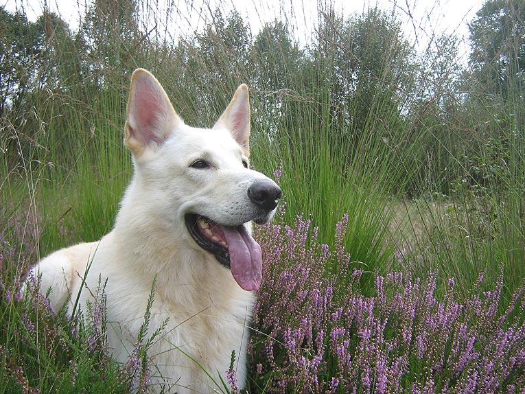 Karhu, Worpswede September 2007  Foto: Gaby von D&ouml;llen, Worpswede