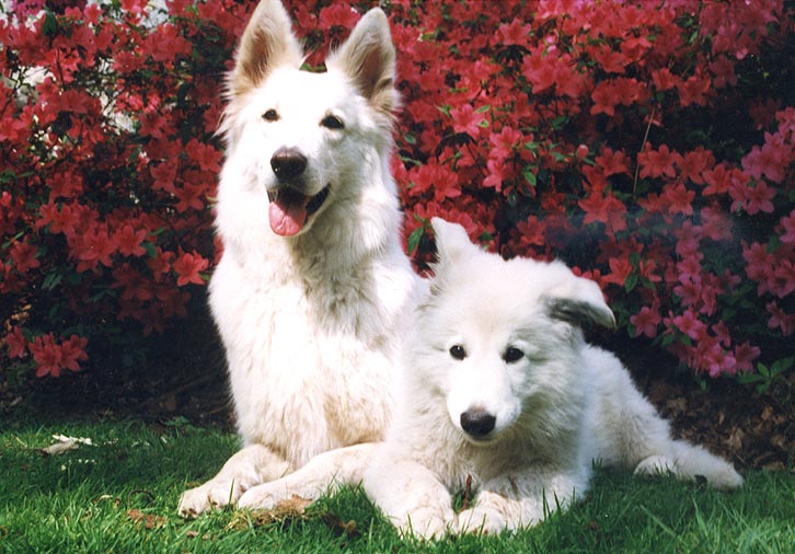 Erinnerungen: Fiala und Quijote 1999 Foto: Gaby von D&ouml;llen, Worpswede