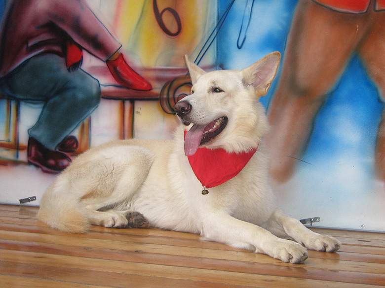 Karhu auf dem Bremer Weihnachtsmarkt Foto: Gaby von D&ouml;llen, Worpswede