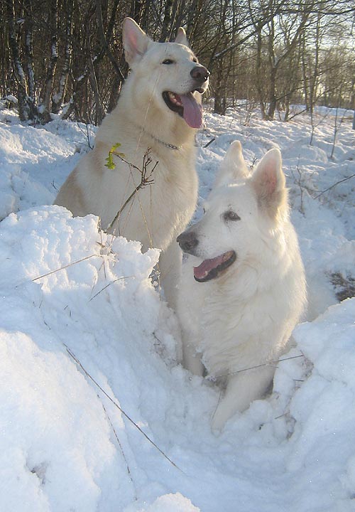 Karhu und Fiala im Dezember 2008 in Worpswede Foto: Gaby von D&ouml;llen, Worpswede