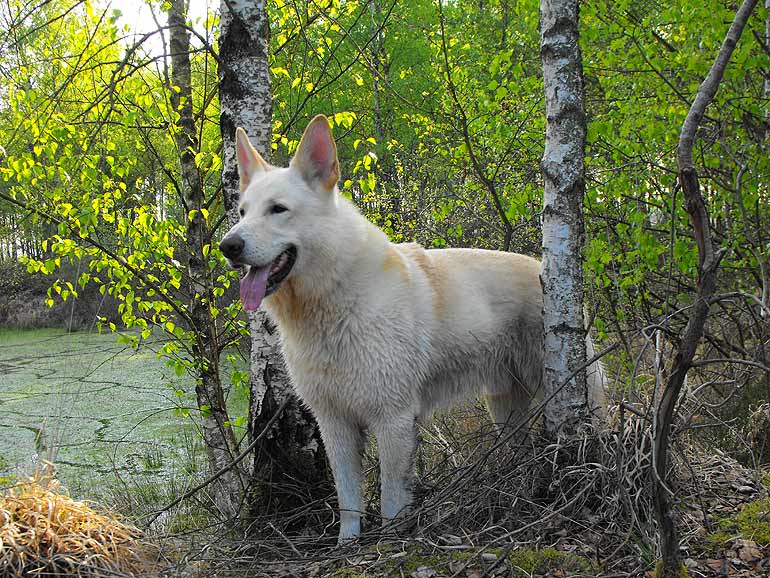 Karhu am Schwarzen Floh - Foto aus April 09 Gaby von D&ouml;llen, Worpswede
