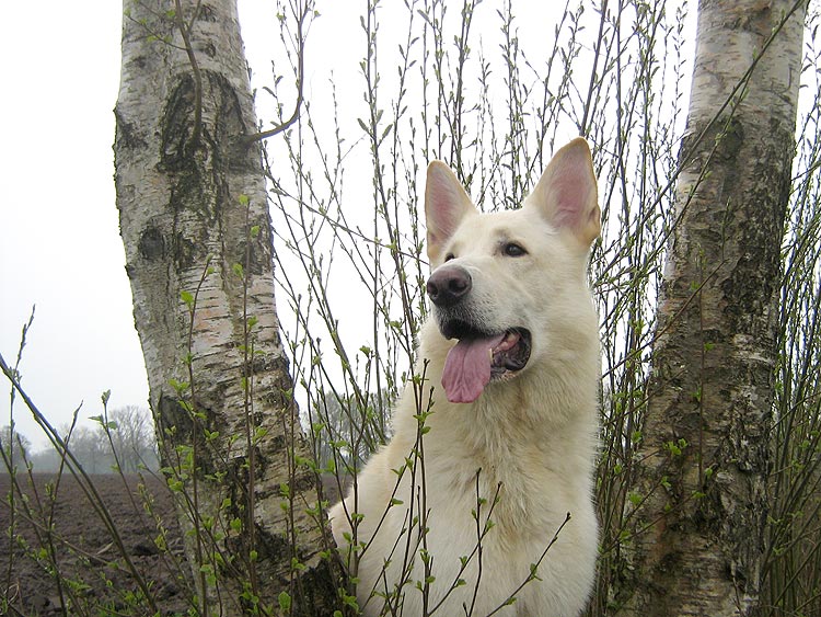 Endlich Fr�hling!  Foto aus 2008: Gaby von D&ouml;llen, Worpswede