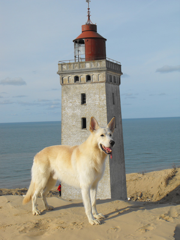Karhu, Oktober 2009 Rubjerg Knude/D�nemark Foto: Gaby von D&ouml;llen, Worpswede
