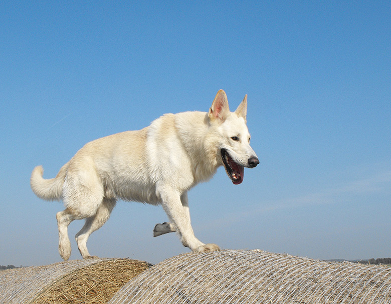 Karhu, Worpswede September 2009  Foto: Gaby von D&ouml;llen, Worpswede