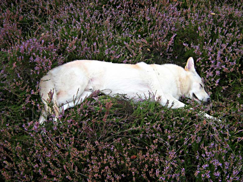 Karhu, Worpswede September 2007  Foto: Gaby von D&ouml;llen, Worpswede