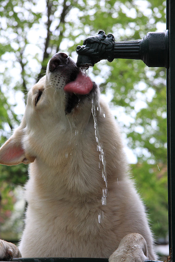 Karhu, Mai 2009 Foto: Peter von D&ouml;llen, Worpswede