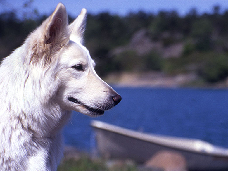 Fiala, Juli 2000 auf den Aland-Inseln (Finnland) Foto: Peter von D&ouml;llen, Worpswede